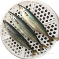 Small Size Bqf Frozen Pacific Mackerel Price 100-200g